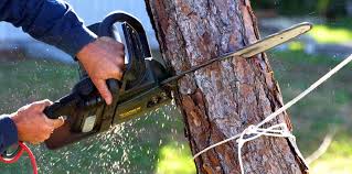 How Our Tree Care Process Works  in Elburn, IL